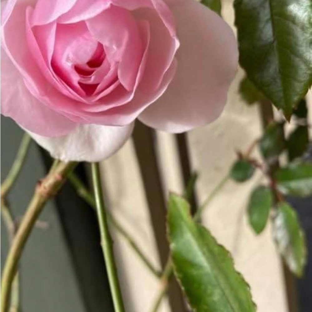 Elegant Pink Faux Rose Arrangement